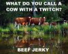 Cow with a twitch.jpg