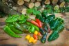 Harvested Chillies.jpg