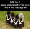 Social distancing dogs.jpg