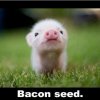 bacon-seed.jpg