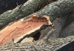 Logs red locust and sugar maple LI 30JUL2021 550px.jpg