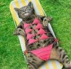 cat sun bathing.jpg