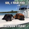 cats dont float.jpg