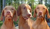 red neck dogs.jpg