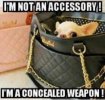 concealed weapon.jpg