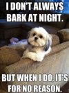 bark at night.jpg