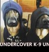 undercover k9.jpg