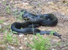 5-30-23 Black rat snake porn.jpg