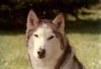 Nanuk 2.jpg