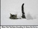 Cat-Groundhog.jpg