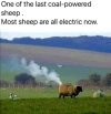 sheep.jpg