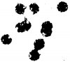 Smokeless_Loads_05.jpg Smokeless_Loads_05.jpg