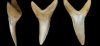 fossil-shark-tooth.jpg