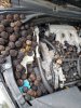Squirrel stores nuts in car engine compartment 450px.jpg