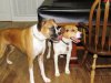 Bella and Tizzie Christmas 2016-small.jpg
