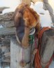 Rt side Marten fur hat on snowy wood pile.jpg