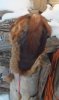 Lt side Marten fur hat on snowy wood pile.jpg