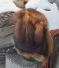 back side Marten fur hat on snowy wood pile.jpg
