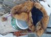 inside Marten fur hat on snowy wood pile.jpg