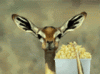 popcorn.gif popcorn.gif